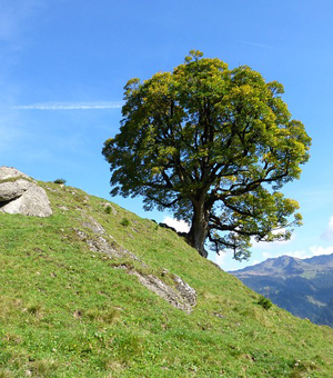 引领数字变革的ddos网页版